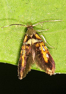 <i>Fabiola edithella</i> Species of moth