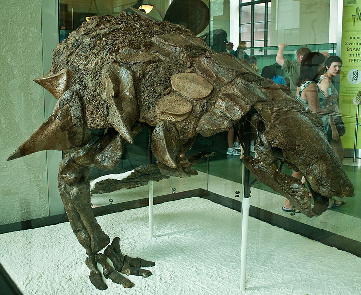 File:Edmontonia half.jpg