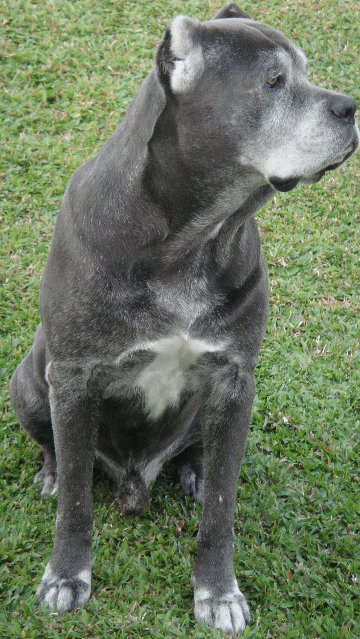 cane corso grey