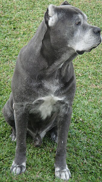 File:Eight years old cane corso.JPG