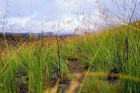 Tập_tin:Elephant_grass.jpg