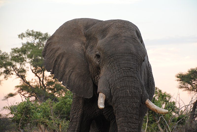 File:Elephant in Savuti - Botswana - panoramio (2).jpg