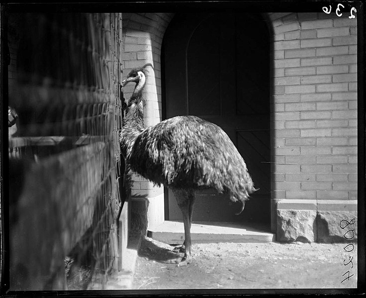 File:Emu in its enclosure. Lincoln Park Zoo. 1900. (3405476072).jpg