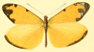 <i>Enantia albania</i> Species of butterfly