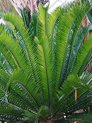 <i>Encephalartos bubalinus</i> Species of cycad