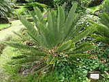 Encephalartos friderici-guilielmi‎, Parque Terra Nostra, Furnas, Azoren