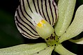 Prosthechea fragrans Labellum