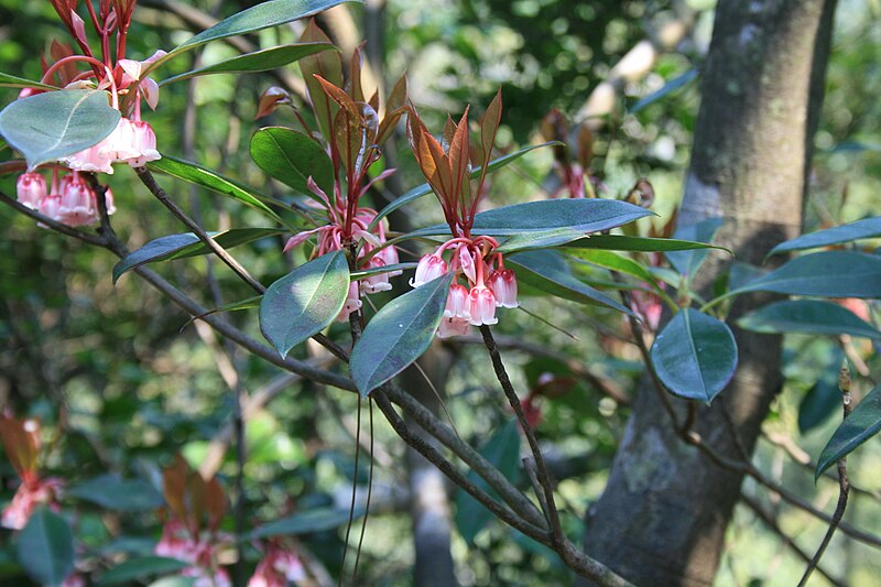 File:Enkianthus quinqueflorus 09032008d.JPG