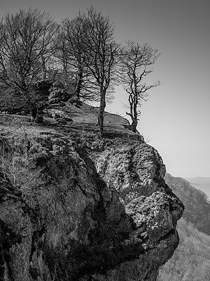 Beeches (Fagus sylvatica) on a rock near the summit of Txumarregi in the Entzia mountain range. Álava, Basque Country, Spain