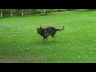 should dogs chase their tails