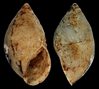 <i>Eoborus fusiforme</i> Extinct species of gastropod