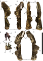 Quadrates of Eolambia.Right quadrate CEUM 52851 (Eo2) in (A) lateral, (B) medial, (C) rostral, (D) caudal, (E) dorsal, and (F) ventral views. Left quadrate CEUM 35562 (Eo2) in (G) lateral and (H) medial views. Abbreviations: dc, dorsal condyle; lcs, lateral condylar surface; lw, lateral wing; mcs, medial condylar surface; mw, medial wing; qjb, quadratojugal buttress; qjn, quadratojugal notch; vb, vertical buttress; vc, ventral condyle. Scale bar equals 10 cm.