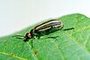 old-fashioned potato beetle (Epicauta vittata)