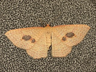 <i>Epicyme</i> Genus of moths