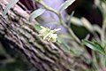 Epidendrum firmum