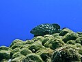 * Nomination Whitespotted grouper (Epinephelus coeruleopunctatus) from Lakshadweep. By User:Ruchakarkarey --PJeganathan 15:29, 28 June 2017 (UTC) * Decline Is noisy, sorry --Cvmontuy 22:40, 28 June 2017 (UTC)