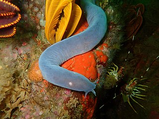 <span class="mw-page-title-main">Hagfish</span> Family of eel-shaped, slime-producing animal