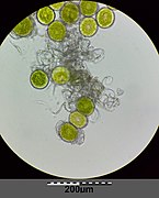 Spores