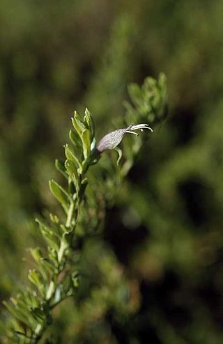 <i>Eremophila veneta</i> Species of flowering plant