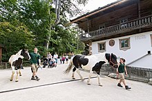 Truede raser av husdyr holdes på den typiske tyrolske gården.