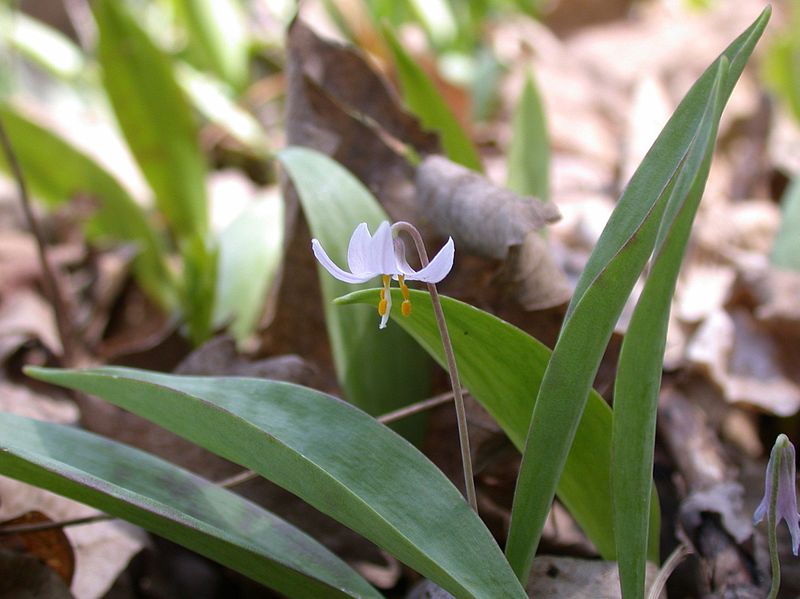 File:Erythronium propullans.jpg