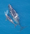 A female Atlantic Northern Right Whale with her calf.