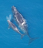 The Atlantic right whale is the state marine mammal of Massachusetts Eubalaena glacialis with calf.jpg