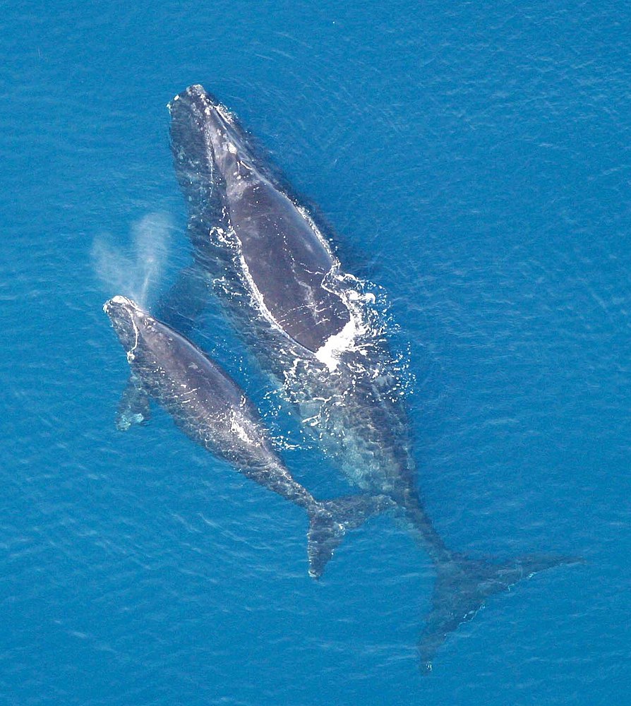 The average litter size of a North Atlantic right whale is 1