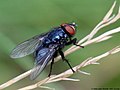 Eudasyphora cyanicolor (Zetterstedt, 1845)