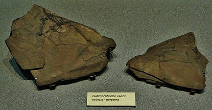 Eudimorphodon-fossiili, Luonnotieteellinen museo, Bergamo, Italia.
