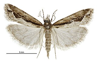 <i>Eudonia steropaea</i> Species of moth