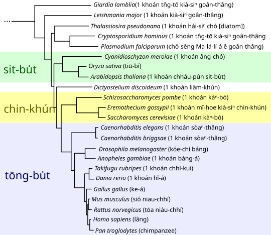 File:Eukaryote tree nan.svg