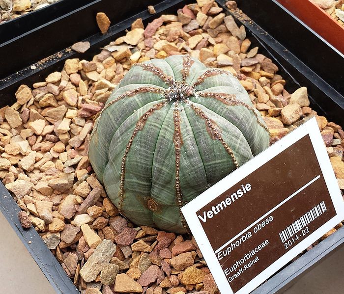 File:Euphorbia obesa - Stellenbosch University.jpg