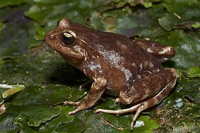 Eupsophus migueli image 70824381.jpg açıklaması.