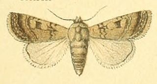 <i>Euxoa hilaris</i> Species of moth