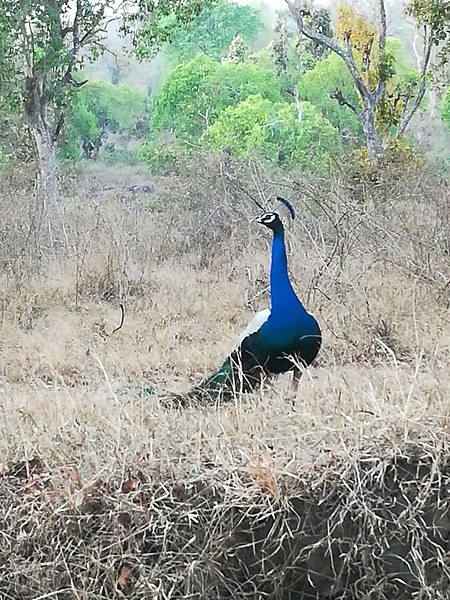 File:Evening stroll in Kargudi - Peacock.jpg