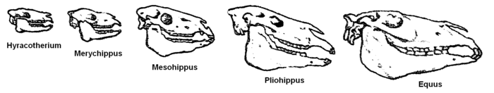 Équipement du cheval - Vikidia, l'encyclopédie des 8-13 ans