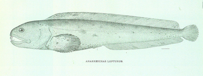 File:FMIB 46858 Anarrhichas Lepturus.jpeg