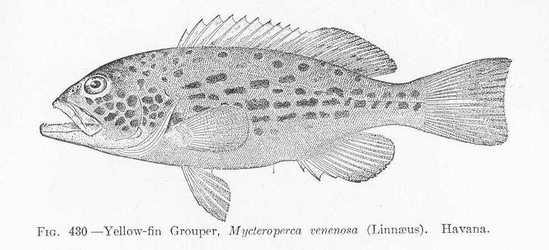 File:FMIB 52002 Yellow-fin Grouper, Mycterioperca venenosa (Linnaeus) Havana.jpeg