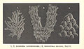 FMIB 52998 Hornera lichenoides (1,2).jpeg