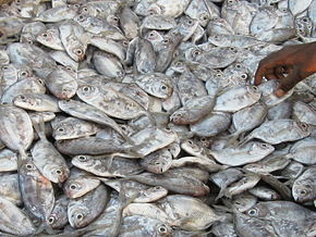 Kuvaus FalseTrevally 2.jpg -kuvasta.