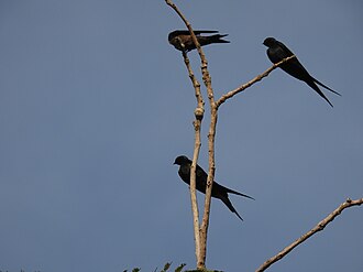 Fanti saw-wing (Psalidoprocne obscura) in Brufut forest, The Gambia, December 2021 Fantisawwinggambia.jpg