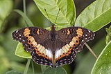 Fashion commodore (Precis pelarga) female wet season form Principe.jpg