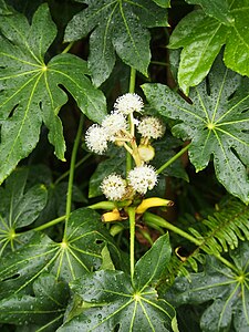 Fatsia japonica