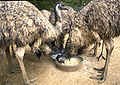 Feeding farmed Emu.jpg