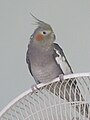 Female Gray Cockatiel