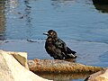 Female Grackle playing/washing feathers in the water.