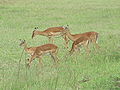 Con cái ở vườn quốc gia hồ Nakuru