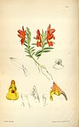 Fernandezia maculata