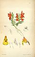 Fernandezia maculata (as syn. Nasonia punctata) plate 5718 in: Curtis's Bot. Magazine (Orchidaceae), vol. 94, (1868)